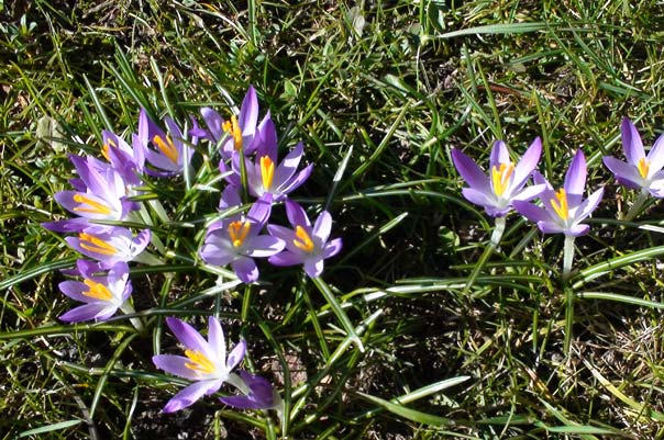 Kindertagespflege Tagesmütter Braunschweig: Frühling bei TiQ! Tagespflege in Querum