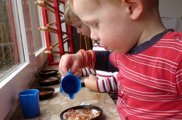 Kindertagespflege Tagesmutter Braunschweig: Kresse säen bei TiQ! in Querum.