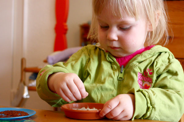 Schnee? Nicht mit uns! Tageskinder säen Kresse. TiQ! Kindertagespflege in Braunschweig Querum, Nicole Appel und Antje Storek – Kindertagespflege, Tagesmutter und Großtagespflege für Braunschweig Querum, Gliesmarode, Riddagshausen, Östliches Ringgebiet, Volkmarode, Bienrode, Waggum, Hondelage, Schuntersiedlung, Kralenriede, Dibbesdorf, Schwarzer Berg, Siegfriedviertel, Nordstadt und Schapen