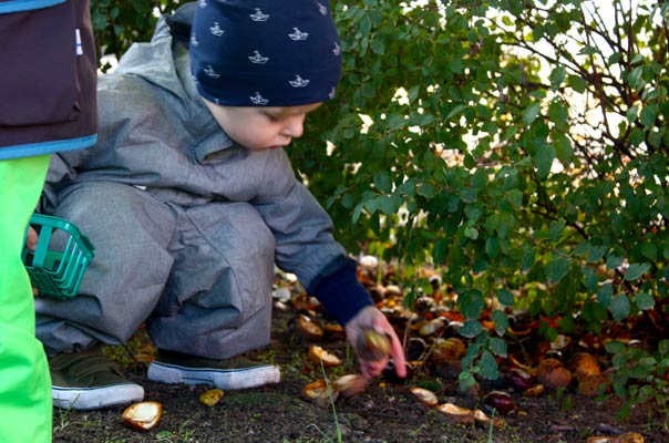 Kastanienigelrückwärts. TiQ! Kindertagespflege in Braunschweig Querum, Nicole Appel und Antje Storek – Kindertagespflege, Tagesmutter und Großtagespflege für Braunschweig Querum, Gliesmarode, Riddagshausen, Östliches Ringgebiet, Volkmarode, Bienrode, Waggum, Hondelage, Schuntersiedlung, Kralenriede, Dibbesdorf, Schwarzer Berg, Siegfriedviertel, Nordstadt und Schapen