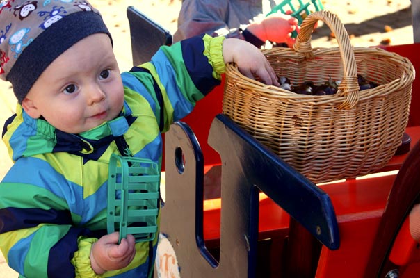 Kastanienigelrückwärts. TiQ! Kindertagespflege in Braunschweig Querum, Nicole Appel und Antje Storek – Kindertagespflege, Tagesmutter und Großtagespflege für Braunschweig Querum, Gliesmarode, Riddagshausen, Östliches Ringgebiet, Volkmarode, Bienrode, Waggum, Hondelage, Schuntersiedlung, Kralenriede, Dibbesdorf, Schwarzer Berg, Siegfriedviertel, Nordstadt und Schapen