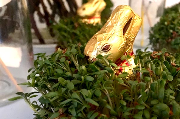 Frohe Ostern! TiQ! Kindertagespflege in Braunschweig Querum, Nicole Appel und Antje Storek – Kindertagespflege, Tagesmutter und Großtagespflege für Braunschweig Querum, Gliesmarode, Riddagshausen, Östliches Ringgebiet, Volkmarode, Bienrode, Waggum, Hondelage, Schuntersiedlung, Kralenriede, Dibbesdorf, Schwarzer Berg, Siegfriedviertel, Nordstadt und Schapen