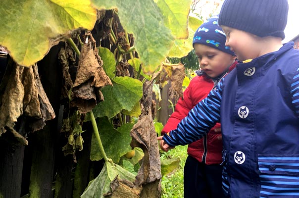 Tageskinder und Tagesmütter sammeln Kastanien! TiQ! Kindertagespflege in Braunschweig Querum, Nicole Appel und Antje Storek – Kindertagespflege, Tagesmutter und Großtagespflege für Braunschweig Querum, Gliesmarode, Riddagshausen, Östliches Ringgebiet, Volkmarode, Bienrode, Waggum, Hondelage, Schuntersiedlung, Kralenriede, Dibbesdorf, Schwarzer Berg, Siegfriedviertel, Nordstadt und Schapen