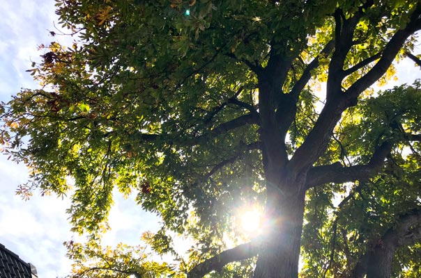 Hello Herbst - Tageskinder sammeln Kastanien! TiQ! Kindertagespflege in Braunschweig Querum, Nicole Appel und Antje Storek – Kindertagespflege, Tagesmutter und Großtagespflege für Braunschweig Querum, Gliesmarode, Riddagshausen, Östliches Ringgebiet, Volkmarode, Bienrode, Waggum, Hondelage, Schuntersiedlung, Kralenriede, Dibbesdorf, Schwarzer Berg, Siegfriedviertel, Nordstadt und Schapen