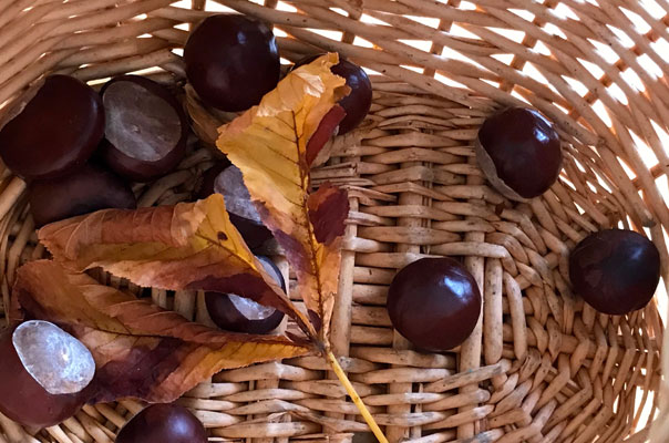 Hello Herbst - Tageskinder sammeln Kastanien! TiQ! Kindertagespflege in Braunschweig Querum, Nicole Appel und Antje Storek – Kindertagespflege, Tagesmutter und Großtagespflege für Braunschweig Querum, Gliesmarode, Riddagshausen, Östliches Ringgebiet, Volkmarode, Bienrode, Waggum, Hondelage, Schuntersiedlung, Kralenriede, Dibbesdorf, Schwarzer Berg, Siegfriedviertel, Nordstadt und Schapen