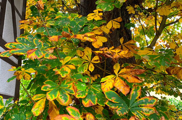 Herbstinspiration! Tageskinder malen Herbstbilder. TiG! Kindertagespflege in Braunschweig Gliesmarode, Nicole Appel und Antje Storek – Kindertagespflege, Tagesmutter und Großtagespflege für Braunschweig Gliesmarode, Querum, Riddagshausen, Östliches Ringgebiet, Volkmarode, Bienrode, Waggum, Hondelage, Schuntersiedlung, Kralenriede, Dibbesdorf, Schwarzer Berg, Siegfriedviertel, Nordstadt und Schapen