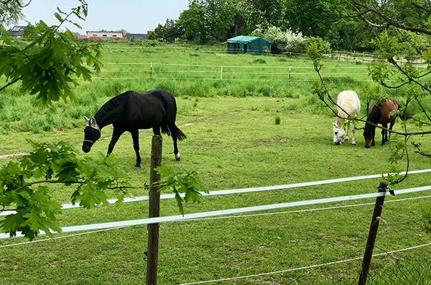 Tageskinder auf Safari! Die TiG! Tageskinder sind mit ihren selbstgebastelten Ferngläsern unterwegs. TiG! Kindertagespflege in Braunschweig Nicole Appel – Kindertagespflege, Krippe und Tagesmutter für Braunschweig Gliesmarode, Querum, Riddagshausen, Östliches Ringgebiet, Volkmarode, Bienrode, Waggum, Hondelage, Schuntersiedlung, Kralenriede, Dibbesdorf, Schwarzer Berg, Siegfriedviertel, Nordstadt und Schapen