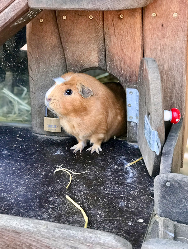 Die TiG! Krippenkinder aus Braunschweig sind mit Ihrer Tagesmutter im Tierpark Essehof unterwegs und erleben ganz viel.