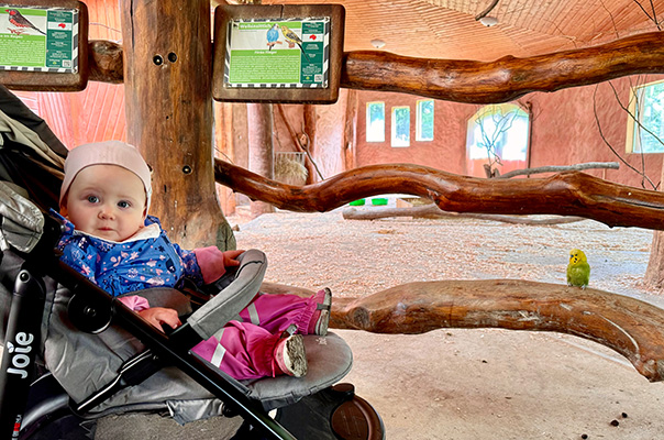 Wir TiG! Tageskinder sind im Zoo unterwegs und sehen ganz viele Tiere. TiG! Kindertagespflege in Braunschweig Nicole Appel – Kindertagespflege, Krippe und Tagesmutter für Braunschweig Gliesmarode, Querum, Riddagshausen, Östliches Ringgebiet, Volkmarode, Bienrode, Waggum, Hondelage, Schuntersiedlung, Kralenriede, Dibbesdorf, Schwarzer Berg, Siegfriedviertel, Nordstadt und Schapen