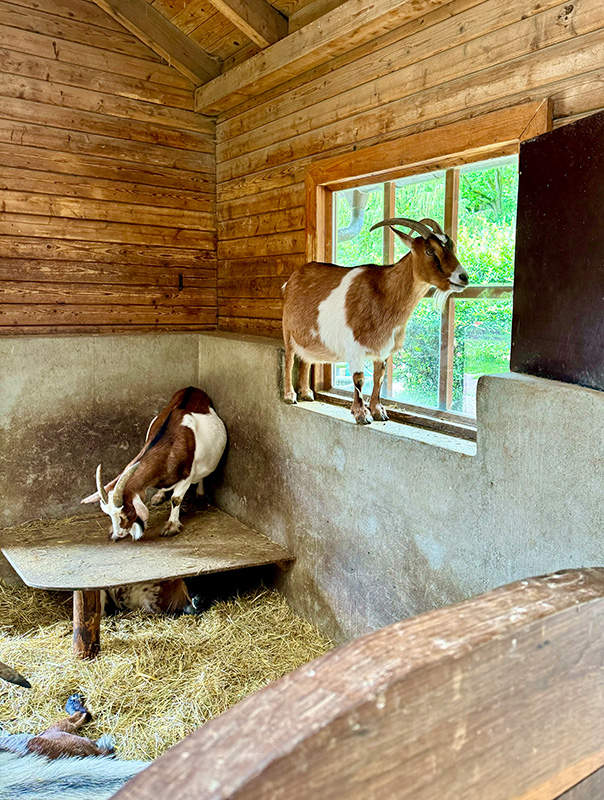 Wir TiG! Tageskinder sind im Zoo unterwegs und sehen ganz viele Tiere. TiG! Kindertagespflege in Braunschweig Nicole Appel – Kindertagespflege, Krippe und Tagesmutter für Braunschweig Gliesmarode, Querum, Riddagshausen, Östliches Ringgebiet, Volkmarode, Bienrode, Waggum, Hondelage, Schuntersiedlung, Kralenriede, Dibbesdorf, Schwarzer Berg, Siegfriedviertel, Nordstadt und Schapen